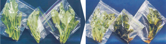 ホウレン草の比較