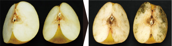 カットされた梨の比較