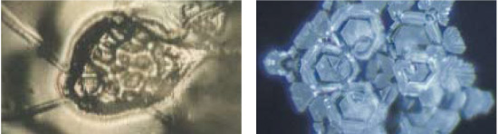 水道水の結晶の比較